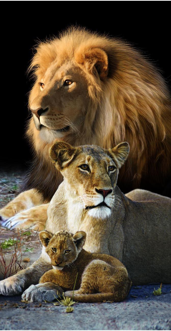 image-359319-LION FAMILY 6888.jpg